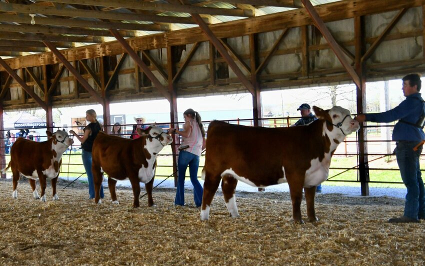 A crowd of more than 300 exhibitors and spectators came out to support area youth at the Missouri Beef Days Classic Jackpot Show on Saturday, April 13, at the Polk County Fairgrounds.   CONTRIBUTED PHOTOS