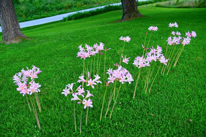 Having had plenty of rain this summer the 'naked ladies' (Amaryllis belladonna) are dancing in yards a little earlier than usual.   STAFF PHOTO/LINDA SIMMONS