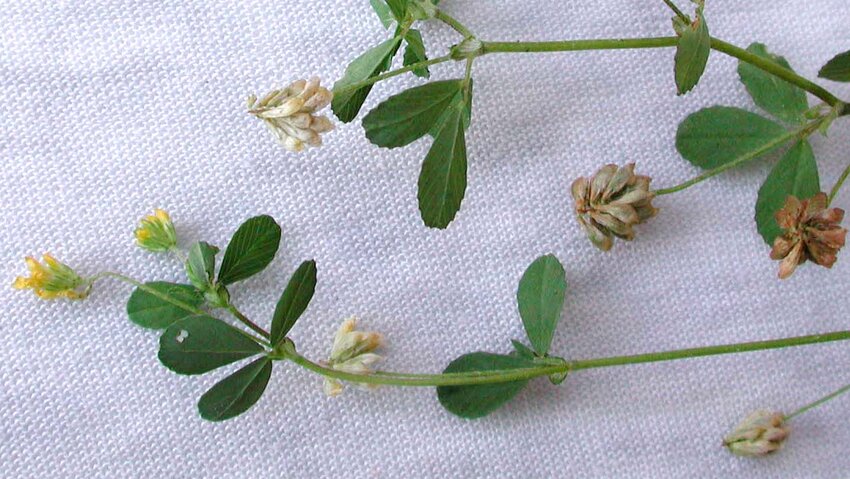 True shamrock: Yellow-flowered clover (Trifolium dubium).&nbsp;