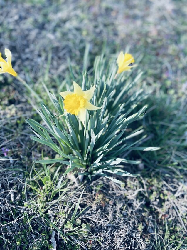 Tomorrow, March 20, Spring officially arrives. Already lots of pretty blooms to welcome the season. 


STAFF PHOTO/


LINDA SIMMONS