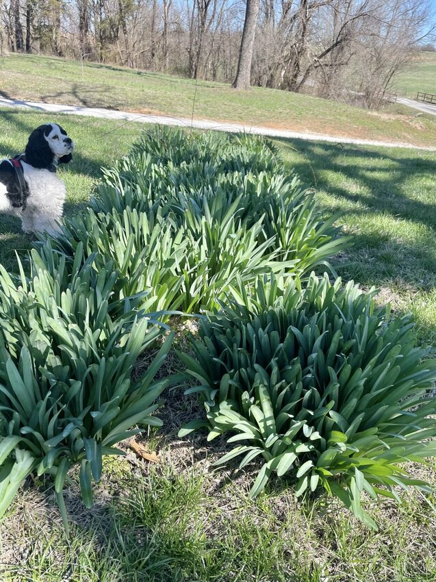 Even though we are still in need of rain, Spring is bringing us the usual beautiful visions of nature waking up after a long winter, time to get outdoors and enjoy it all.   STAFF PHOTO/LINDA SIMMONS