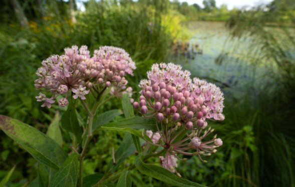 People can learn about swamp milkweed (pictured above) and other native aquatic plants at a May 10 program at MDC's Shepherd of the Hills Conservation Education Center.