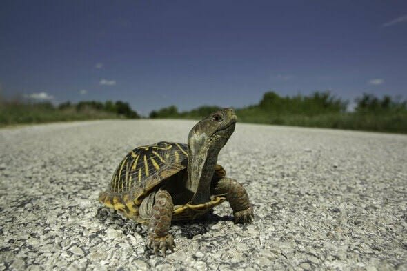 Drivers may see turtles crossing the road this spring, like this ornate box turtle. These reptiles are leaving winter burrows in search of food and a mate. MDC encourages motorists to slow down and give turtles a brake!   &nbsp;