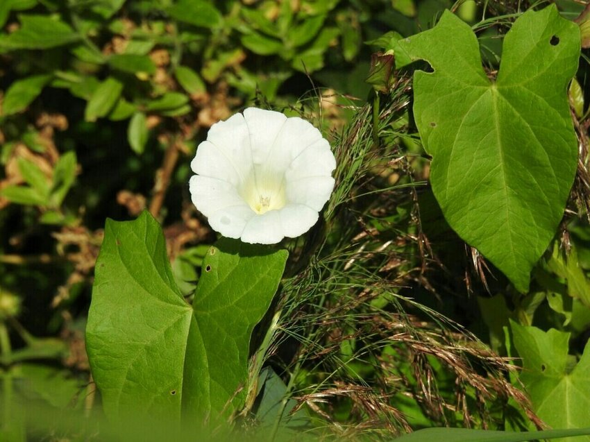 Binweed