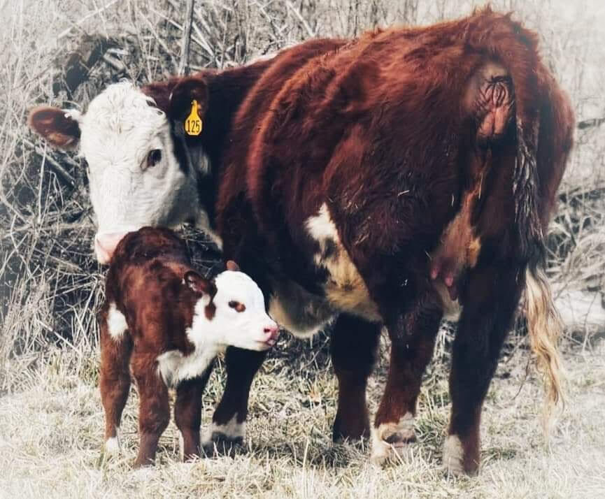 Mike Kootz captured this moment between a cow and her calf — a true sign of spring.