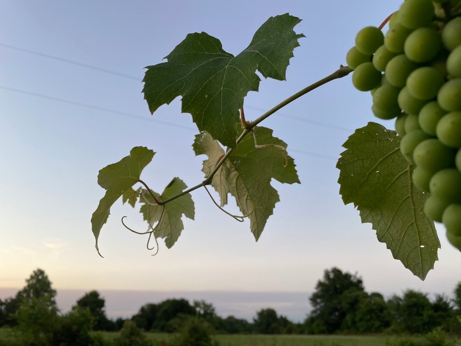 Lisa Hickman shared this closeup photo of a growing grapevine on a picturesque Polk County summer evening.