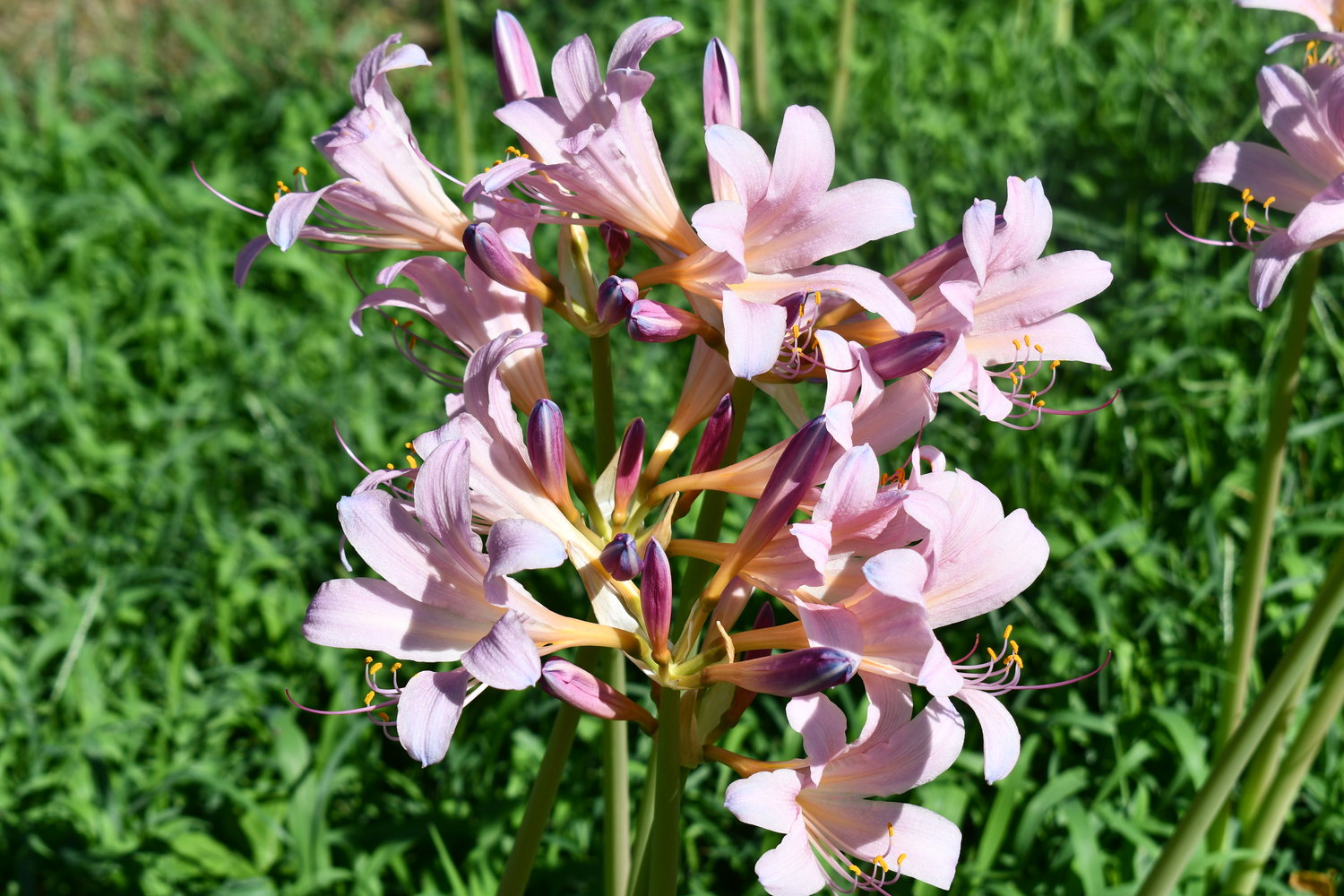 It’s that time of year for the Naked Ladies to surprise everyone as they appear in many yards with summertime colors to show off.