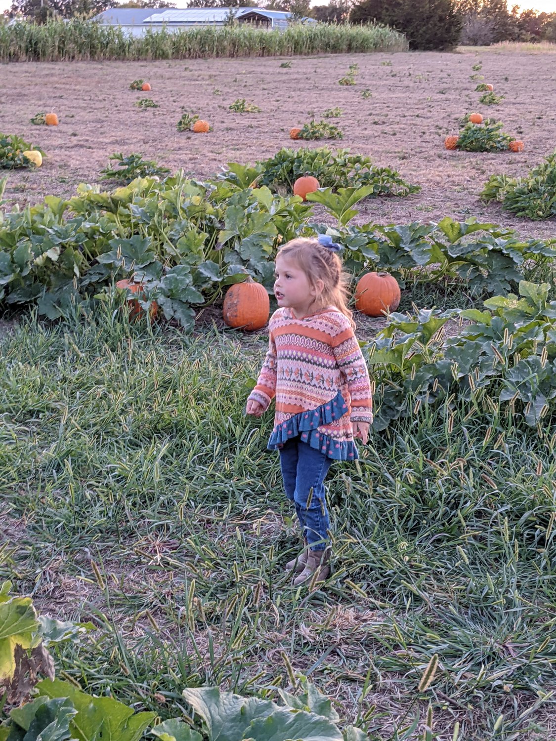 Looking for the perfect pumpkin, Grace Swortwood surveys the pumpkin patch at 83 and Vine Farm.