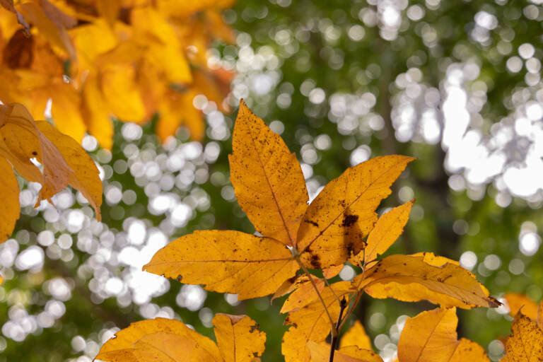 Fall foliage of a three-flowered maple tree at Morris Arboretum