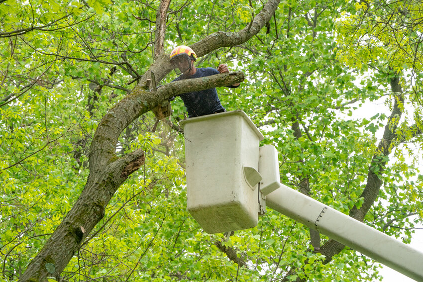 Riding a cherry-picker to work high amid the treetops on Friday was part of an all-volunteer effort to tend Pastorius Park trees.