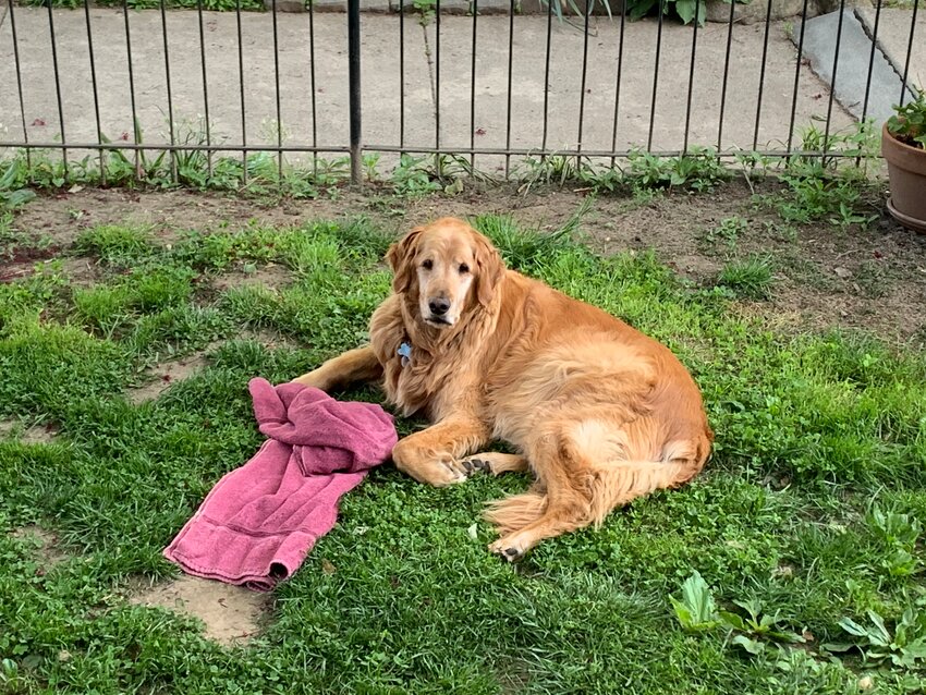 Wally, a fan favorite, is seen in his front yard with his favorite blanket.