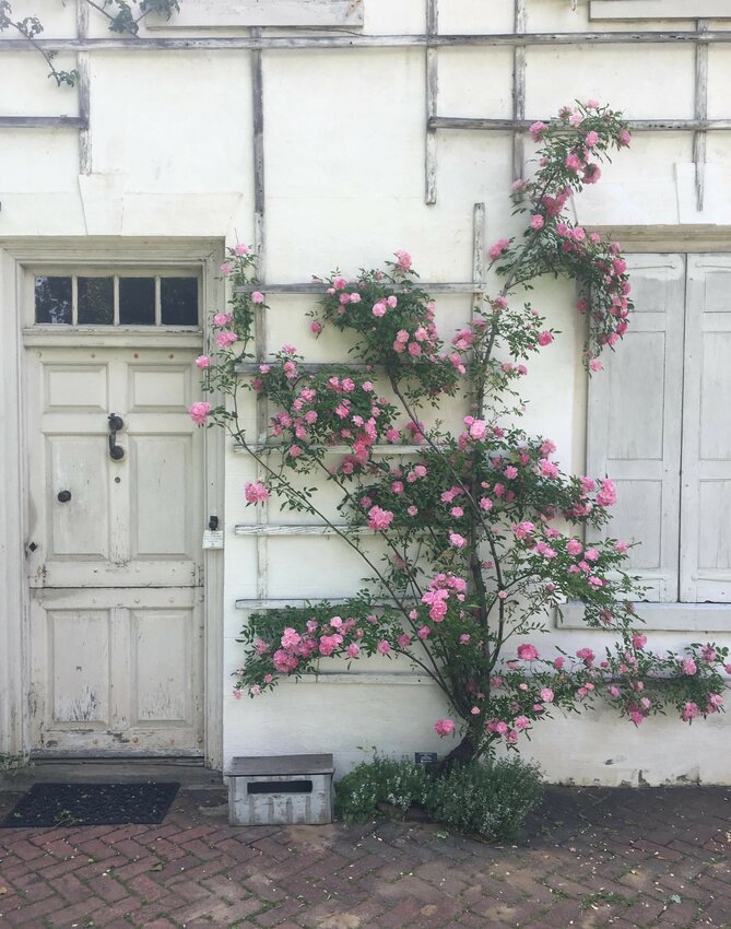 The 113-year-old Tausendschon rose, seen here growing in front of the historic Wyck house before it was vandalized last week.