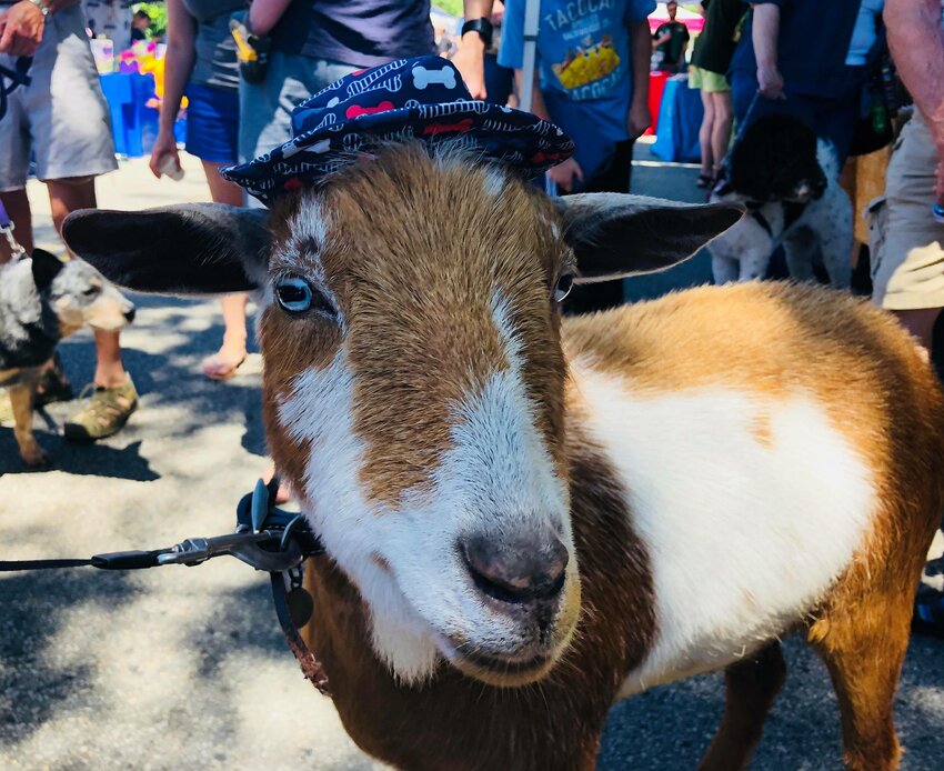 Chestnut Hill&rsquo;s annual Petapalooza is coming back to Germantown Avenue this Saturday, bringing animal lovers and their pets together for a day of entertainment, shopping and fun. (Also scheduled for Saturday is the Magical Market of the Macabre; Sunday is Clover Market. See details in the story below.)