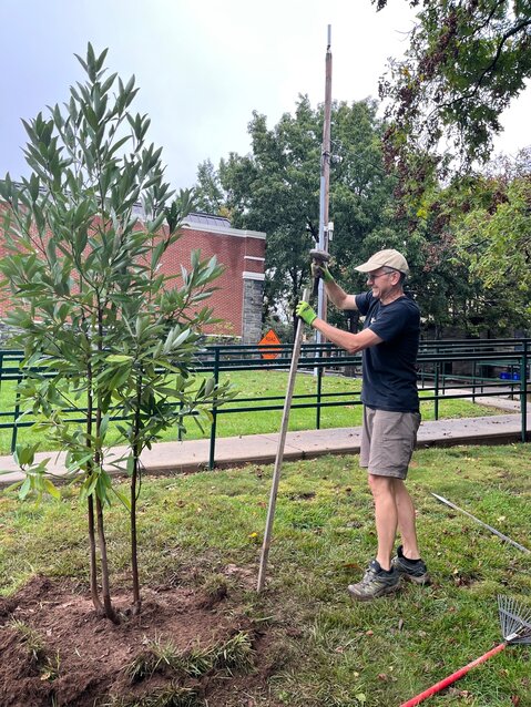 Fabrizio Franco prepares to brace a newly planted magnolia at the Chestnut Hill West train station.