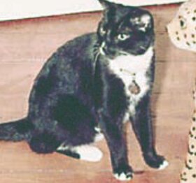 Blackie Lear