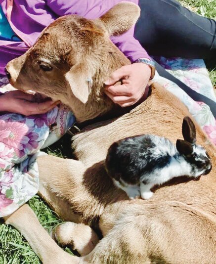 This calf has become best buddies with a rabbit.