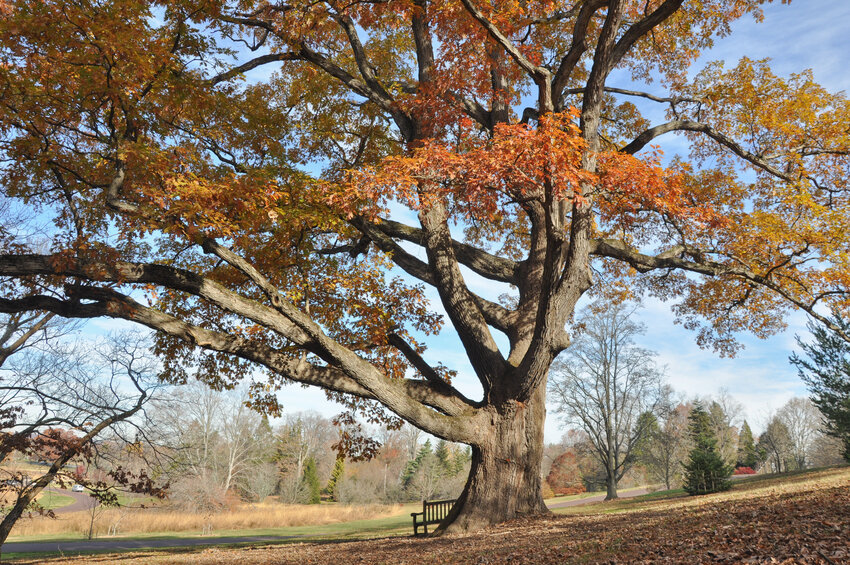 The White Oak that sits near the entrance of Morris Arboretum, off Northwestern Avenue, is one of Meyer&rsquo;s favorites.