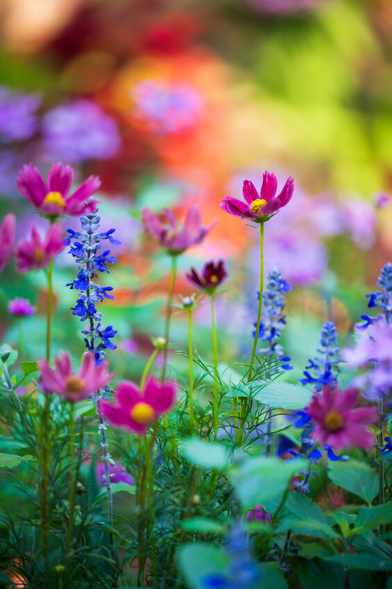 Cosmos and salvia dance against a tapestry of color in Syd Carpenter's Mt. Airy garden.