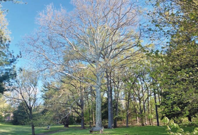 The majestic American sycamore tree, which stands above the pond in Pastorius Park, is a favorite heritage tree and is a frequent subject of seasonal photographs. It officially will be tagged as part of FoPP&rsquo;s Level 1 arboretum dedication on Arbor Day.