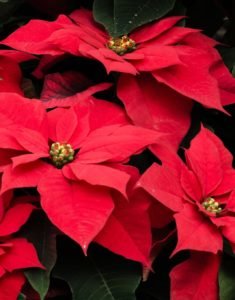 Keep your poinsettia all year | The Chestnut Hill Local