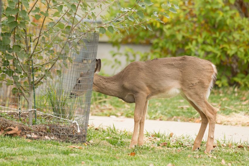 A white-tailed deer buck roams on a subdivision in Columbia, Mo