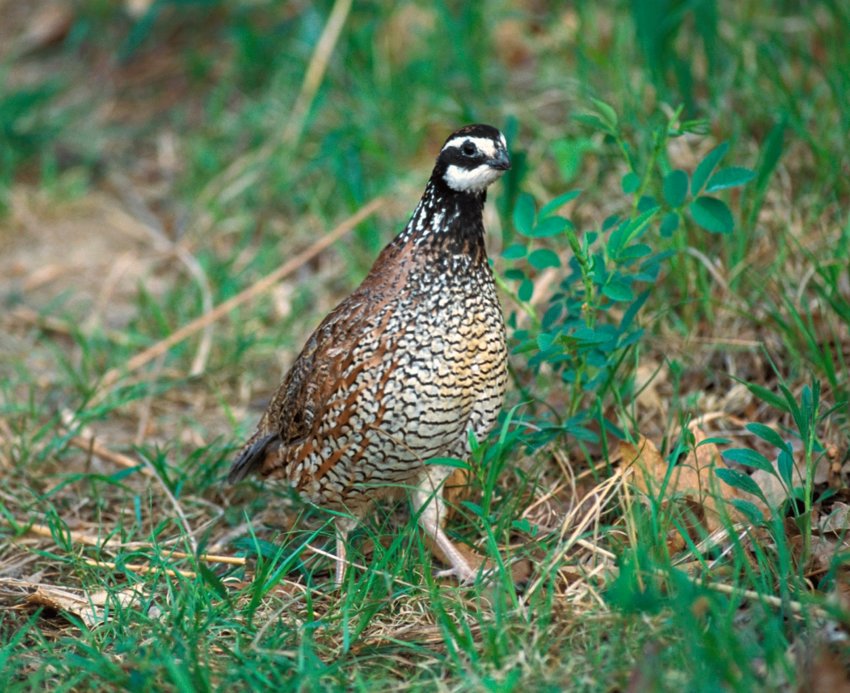 SKALICKY How the Missouri quail will survive Christian County