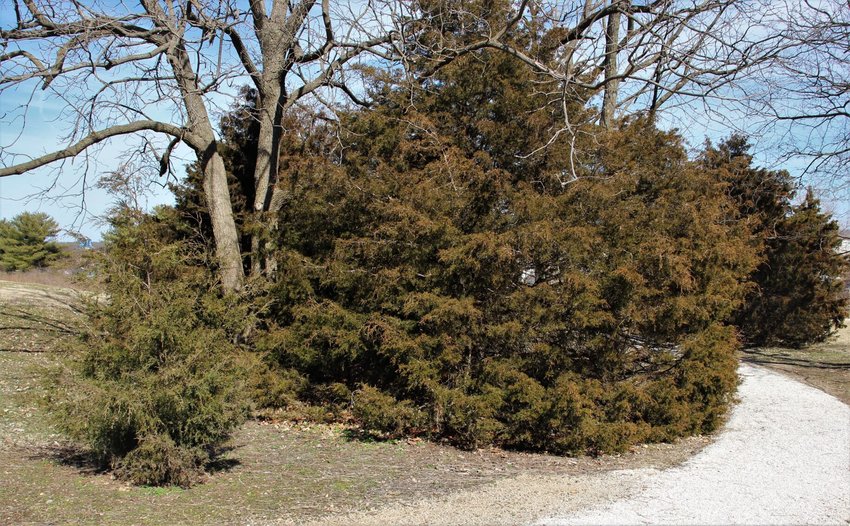 CEDAR TREES are a source of shelter for wildlife, lumber for woodworkers, and pollen for spring allergy sufferers in the Ozarks.&nbsp;