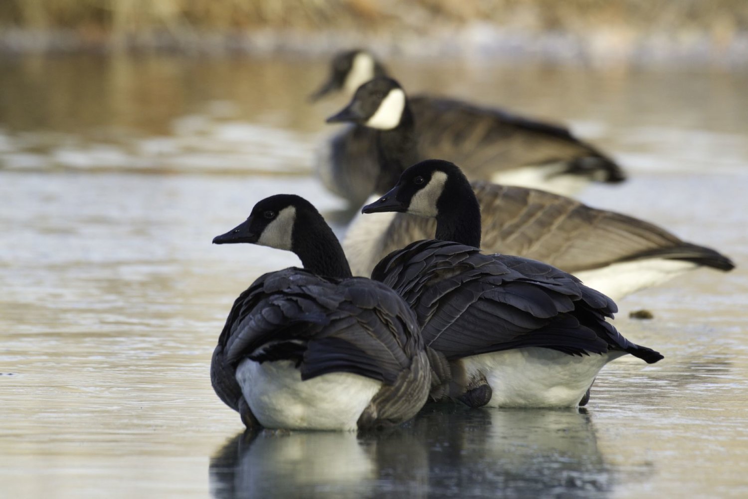Goose season goes overlooked by fall hunters Christian County