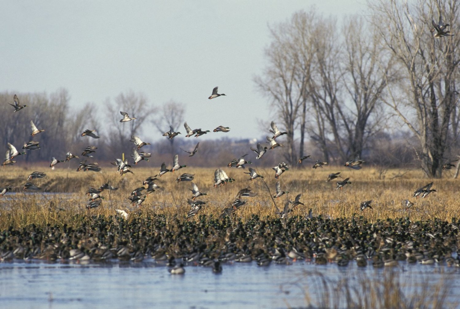 Missouri wetlands dwindling yeartoyear Christian County Headliner News