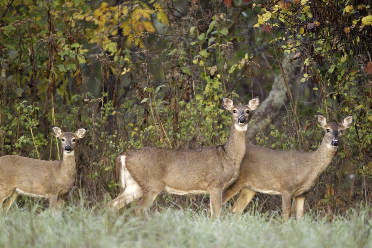 SKALICKY: Missouri hunters can help fight Chronic Wasting Disease ...