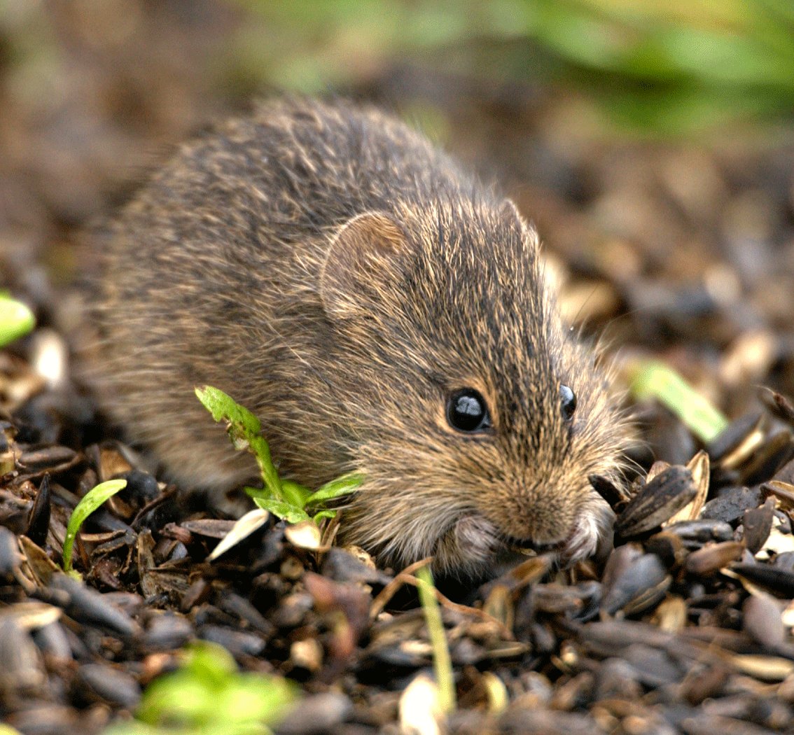 Critter of the Week: Eastern Wood Rat | Christian County Headliner News