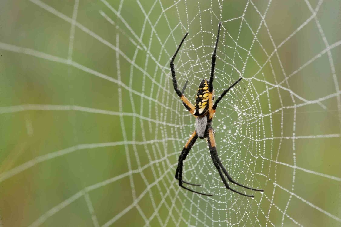 MDC: Expect more spiders in Missouri grassland in coming months ...