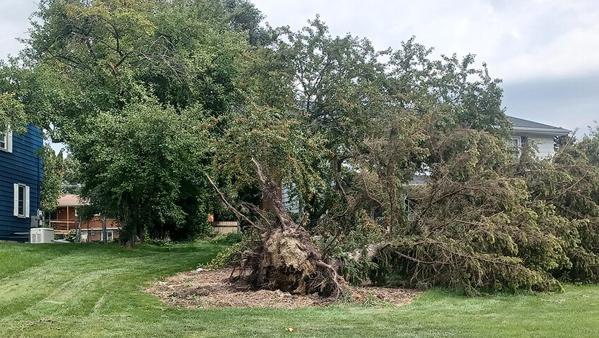 A large tree that was completely uprooted in the neighborhood just south of Willow Highway during last week’s tornado is one of many throughout the city that remains unmoved as recently Tuesday (Aug. 29). 