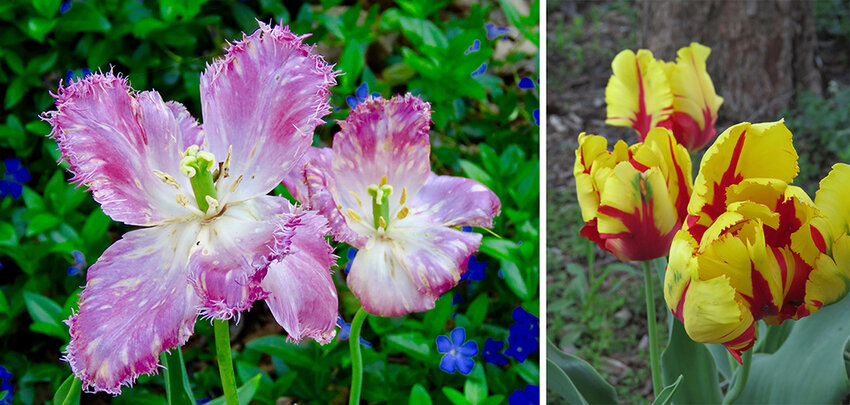 At Lansing’s historic Darius B. and Ellen Sprague Moon House, Carol Skillings and her husband, Tom Stanton, grow an assortment of tulip varieties, like fringed tulips (left) and parrot tulips (right).