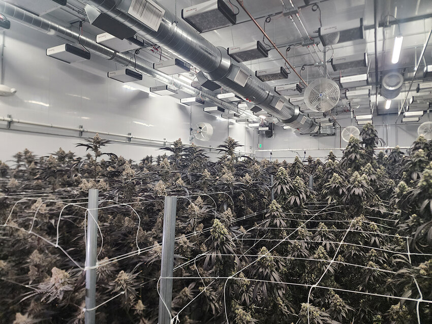Cannabis flower grows at a state-licensed facility in Battle Creek.