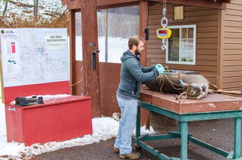 Michigan Department of Natural Resources wildlife assistant Mark Bash gets ready to weigh a buck at the Marquette deer check station.