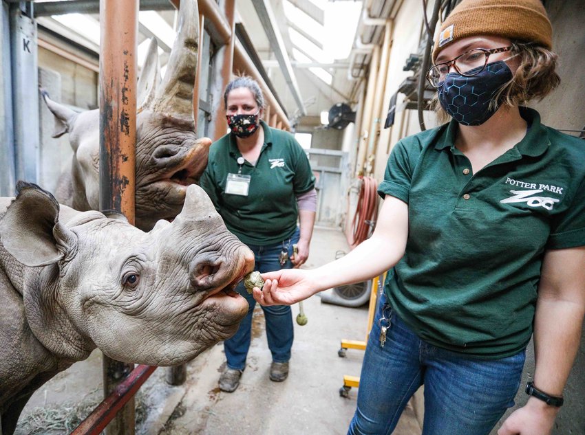 Potter Park zookeeper Murphy Swartz (right) offers Jaali his favorite treat, an alfalfa cube, while zookeeper Ashleigh Winkelmann (center) gets lip service from Jaali's mother, Doppsee.