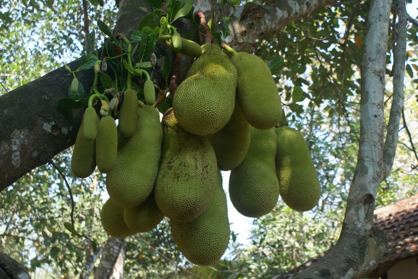 Jackfruit has become a prominent meat alternative &mdash; and the fruit itself can grow up to 100 pounds.