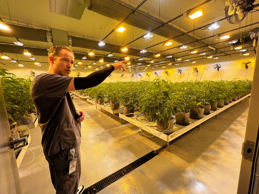 Cultivation Manager Damien Cook overlooks an indoor field of hundreds of marijuana plants.