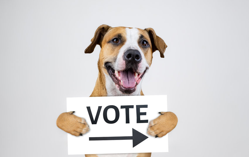 R1N65E American election activism concept with staffordshire terrier dog.  Funny pitbull terrier holds &quot;vote&quot; sign in studio background