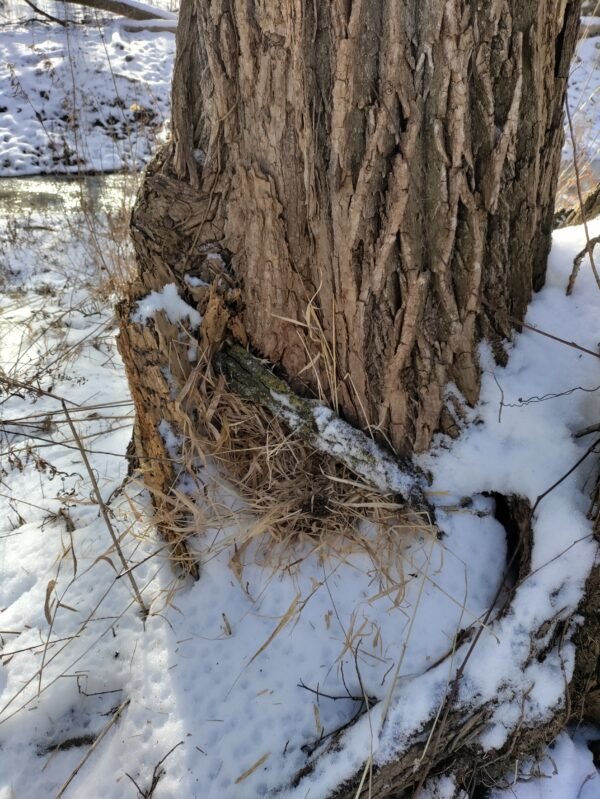 Tree Hotel for shrews