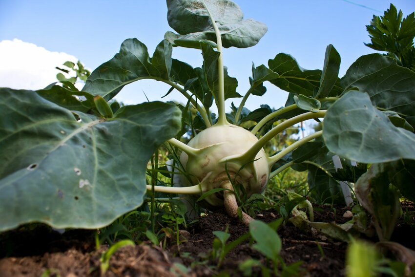 Kohlrabi is the swollen stem of a plant in the same family as broccoli. You can eat it a number of ways, including deep-fried as schnitzel or in place of green papayas in som tam, a Thai salad.