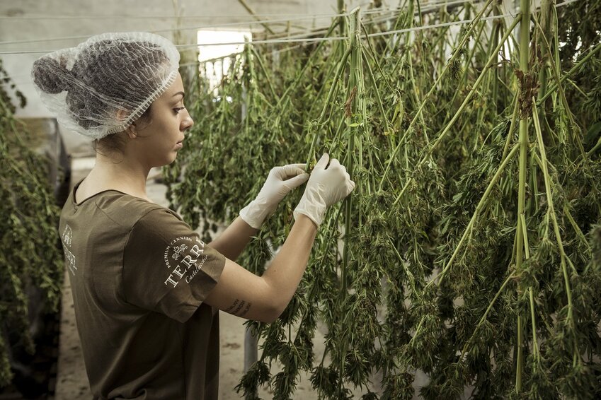 Michigan boasts more than 35,000 cannabis-related jobs &mdash; the second most in the country behind California. These include cultivation-related jobs like trimming and harvesting, processing-related jobs like packaging and retail jobs like budtending.