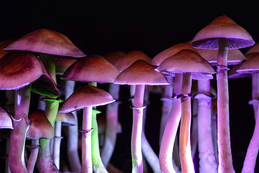 Shutterstock  Sept. 20, also known as Magic Mushroom Day, is a day to celebrate and discuss the benefits of psilocybin, a naturally occurring psychoactive and hallucinogenic compound that puts the &ldquo;magic&rdquo; in magic mushrooms.
