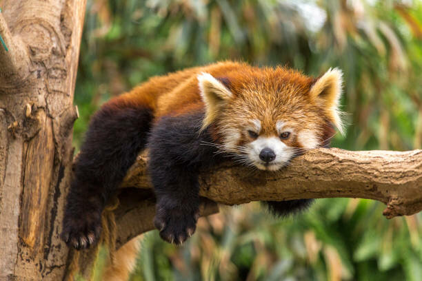 Celebrate International Red Panda Day 11 a.m. to 3 p.m. Sunday at Potter Park Zoo with family activities such as children&rsquo;s crafts and a scavenger hunt, plus animal enrichments and chances to ask volunteers all the panda-themed questions you may have.