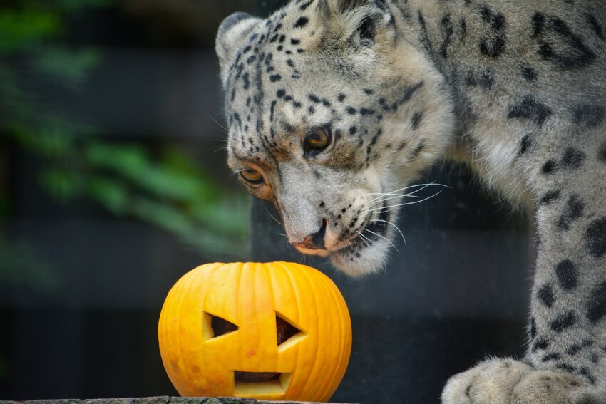 Potter Park Zoo&rsquo;s Boo at the Zoo events run noon to 5 p.m. Saturdays and Sundays through Oct. 29.