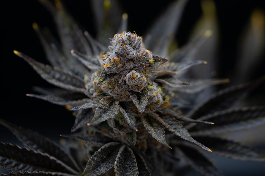 Franklin Fields&rsquo; First Class Funk strain took third place in the Best Cannabis Flower &mdash; Hybrid category in this year&rsquo;s Top of the Town competition.