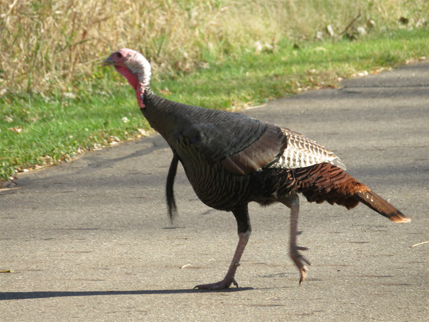 A wild turkey hustles across the Lansing River Trail near Aurelius Road and Mt. Hope Avenue, where turkeys are a common sight. The bristly tuft of hair, or &ldquo;beard,&rdquo; on the bird&rsquo;s chest doesn&rsquo;t mean it&rsquo;s a hipster, but it&rsquo;s probably a male, and at least a few years old.
