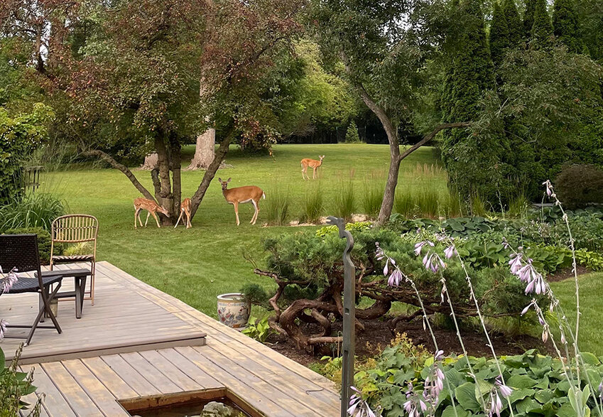 The deer who frequently forage and breed in Elinor Holbrook&rsquo;s backyard at 812 Lantern Hill Drive in East Lansing no longer fear humans, she said. In fact, they&rsquo;ll often come sit and relax as she watches them. Several fawns have joined the group in the past year.