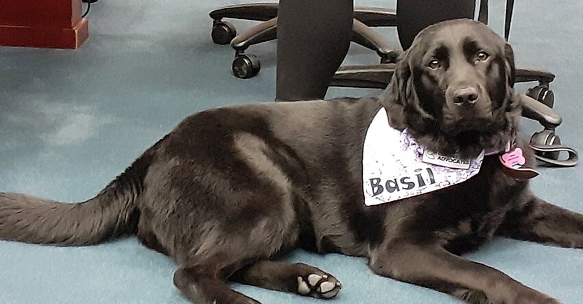 Basil poses in Ingham County Circuit Court today, where she took the oath to serve as the court's victim support dog.